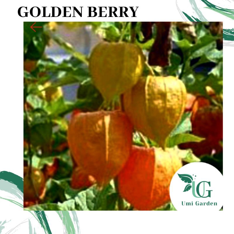 150 Biji Benih Buah Ciplukan Jumbo Kuning Cecendet Golden Berry