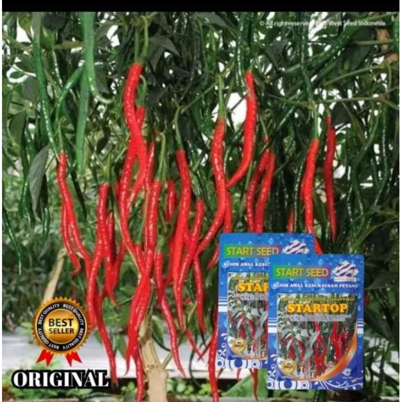 Benih Cabe Keriting STARTOP Original, Kemasan 10gram (isi 2000 benih) bergaransi. Anti Virus Buah Le