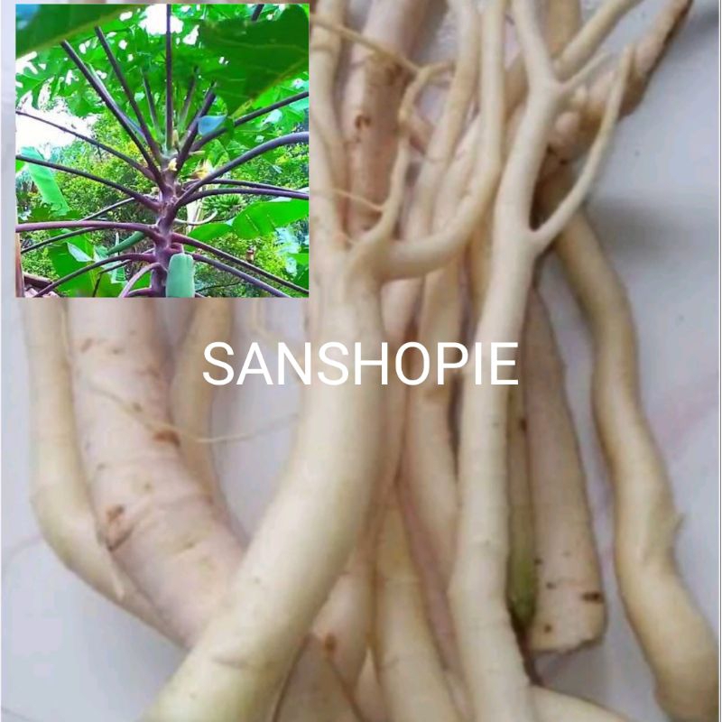 

Akar Pepaya Ungu Pepaya Wulung Segar 250 gram