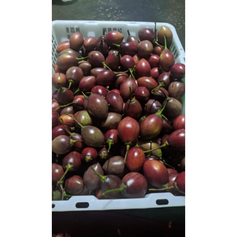 

TERONG BELANDA JENIS CAMPUR 500GR