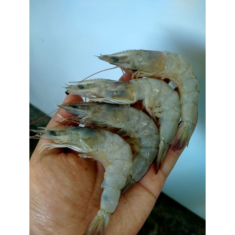 

udang vaname size 100