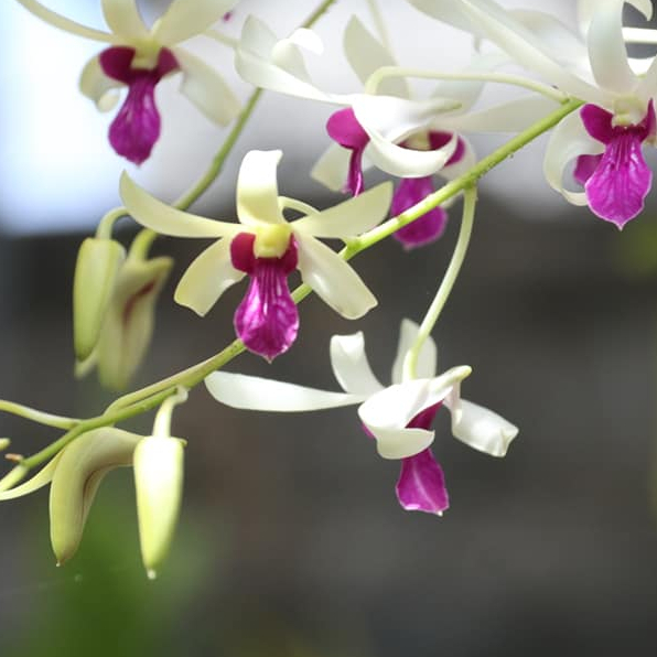[ DEWASA ] Dendrobium mesangnil