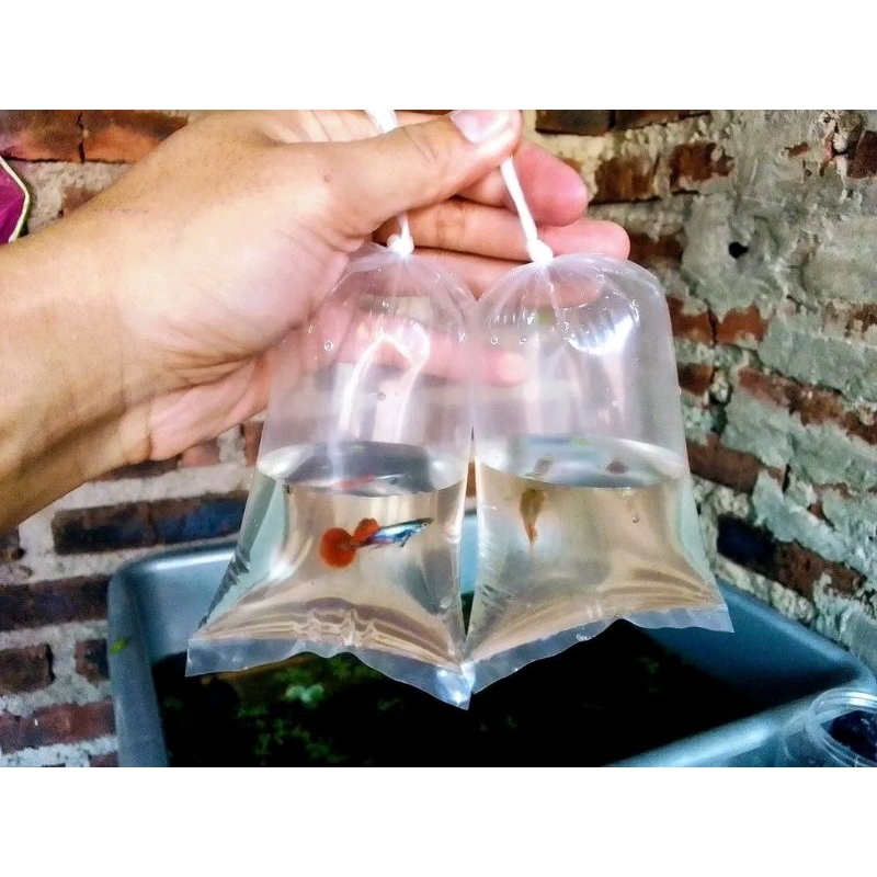 

plastik packing ikan guppyprt sepasang