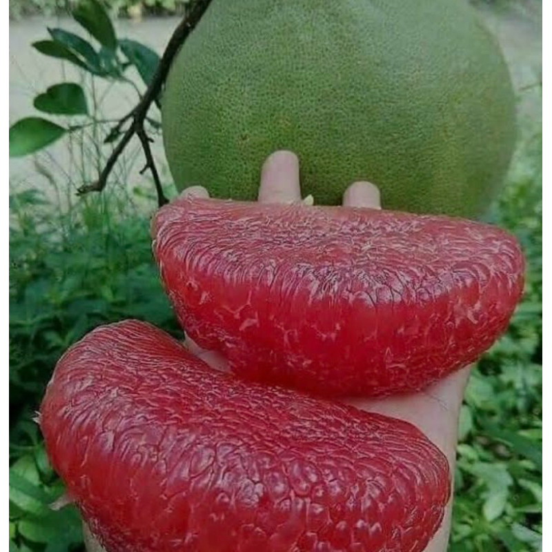 INDUKAN JERUK PAMELO BERBUAH