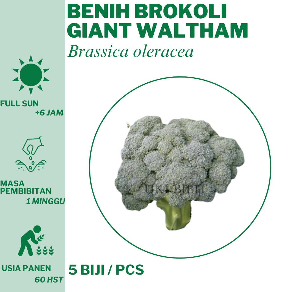 33 Benih Brokoli Giant Waltham Bibit Unggulan Hidroponik Tanam