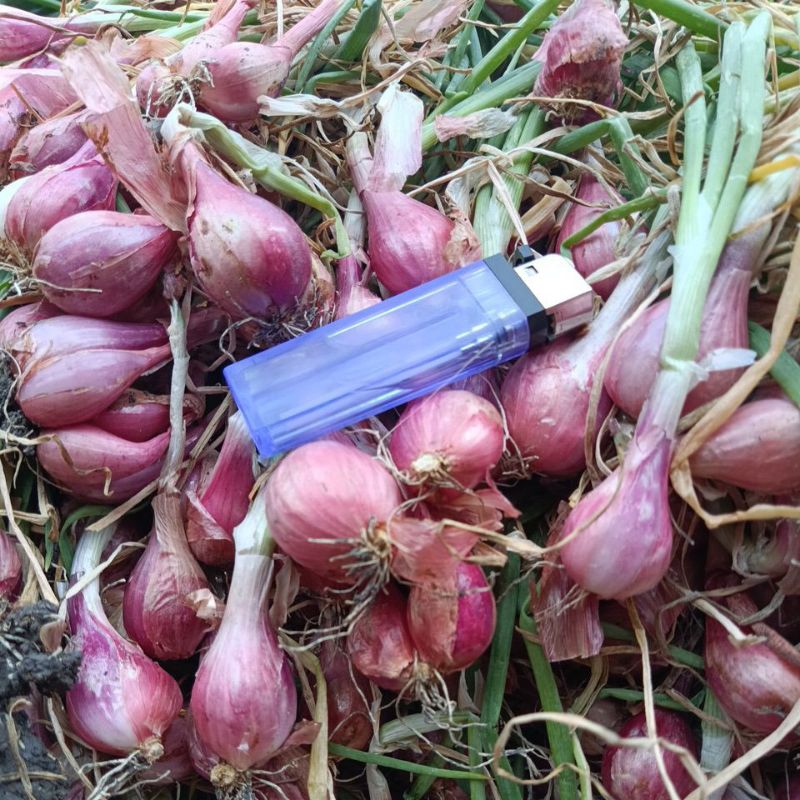 

1Kg BAWANG MERAH KERING Asli Nganjuk (Produksi sendiri)