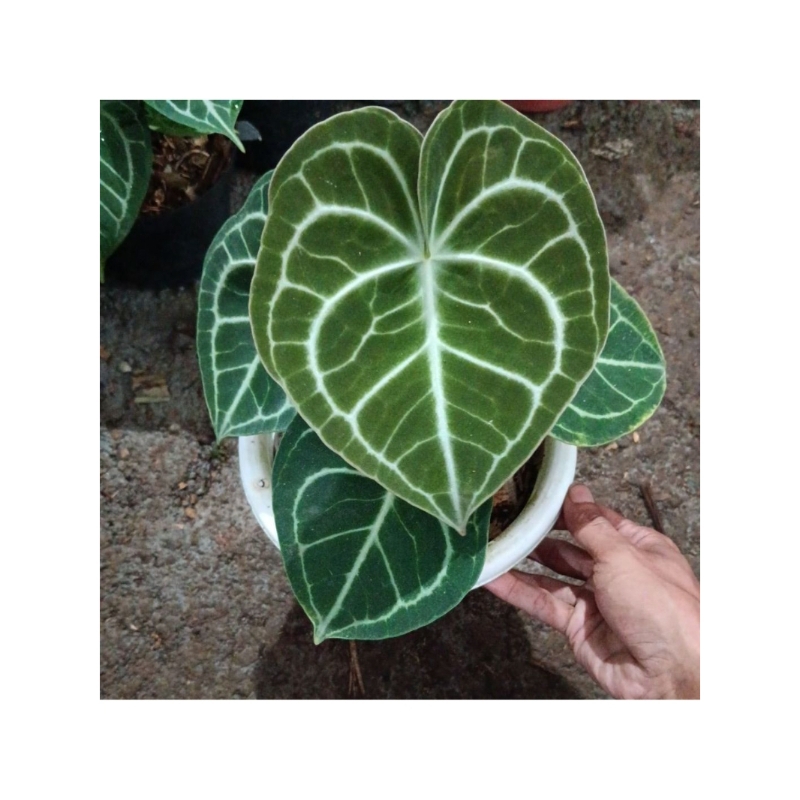 anthurium clarinervium x dorayaki