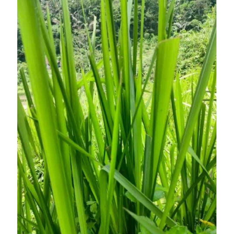 

Daun alang alang atau daun ilalang segar 500 gram-az