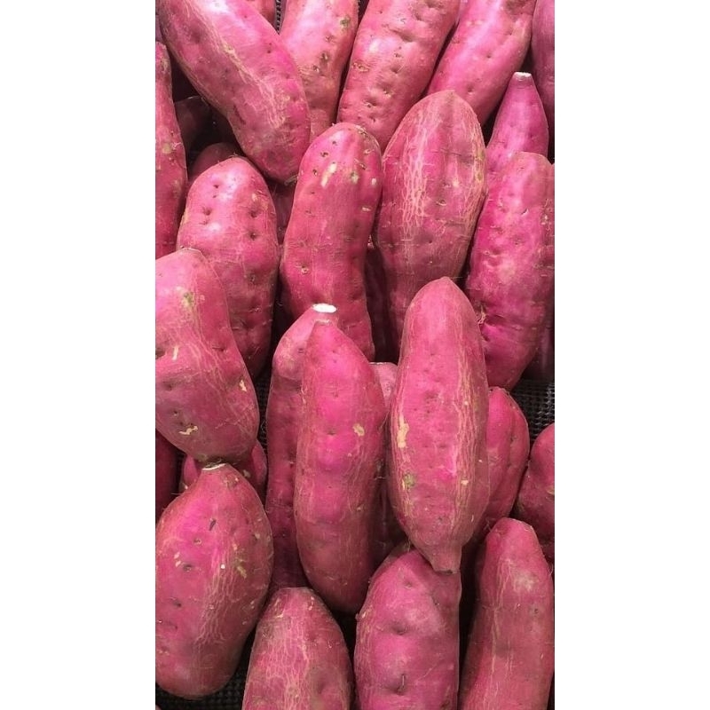 

ubi ungu organik buat diet 1kg