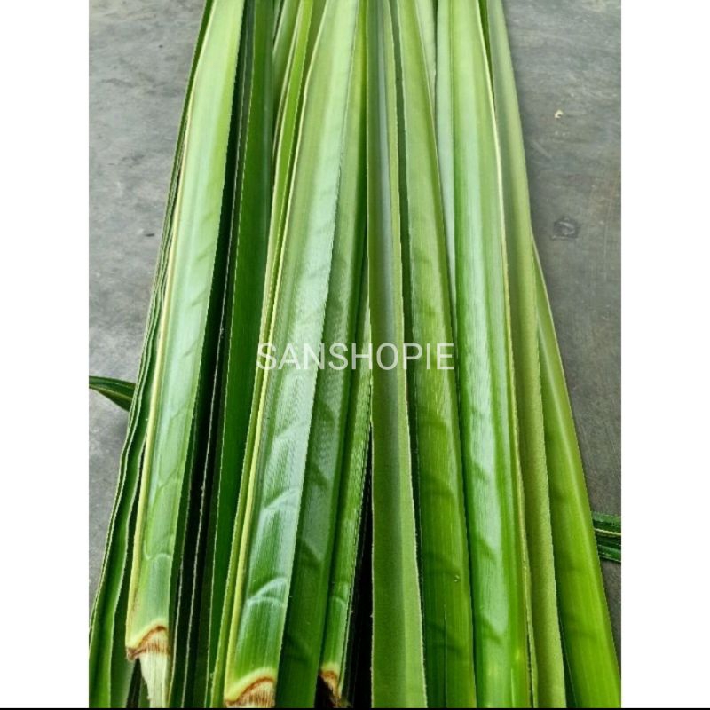 

Daun kelapa hijau tua paket 25 Lembar