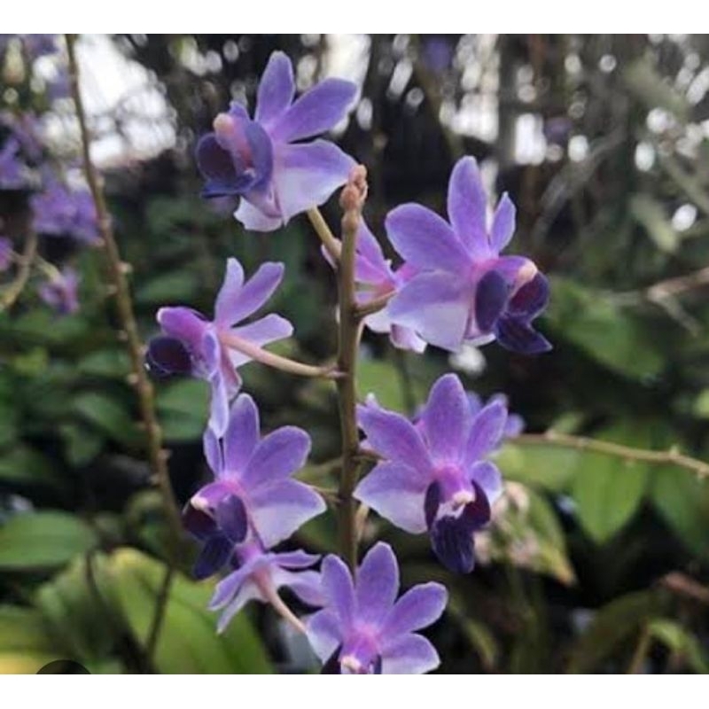 Doritis Blue koleksi