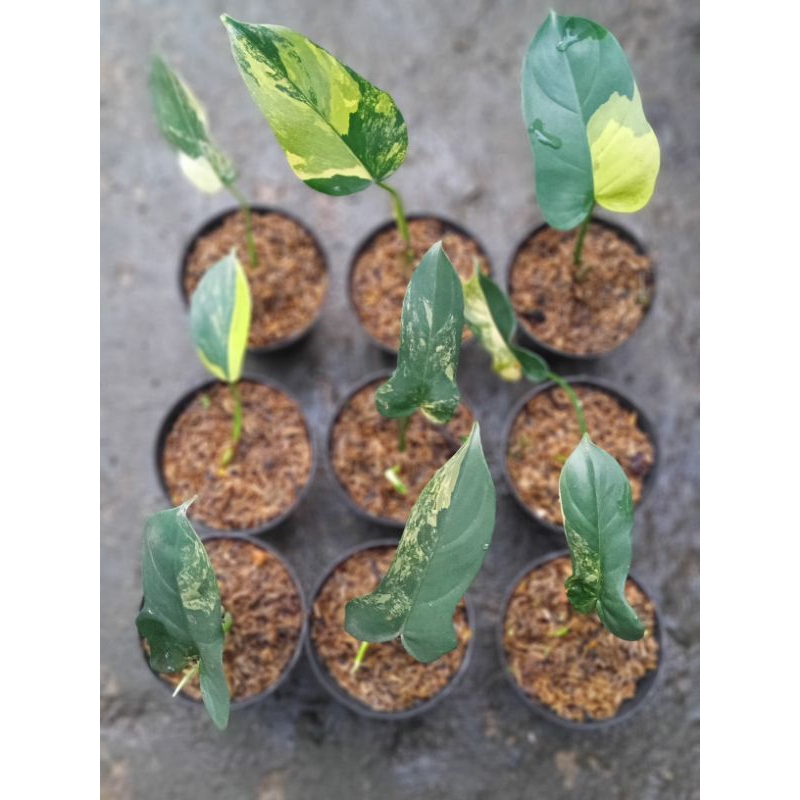 violin varigata ekonomis