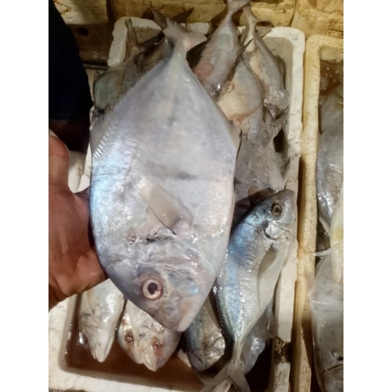 

ikan kue bongkok ikan laut 1kg permium