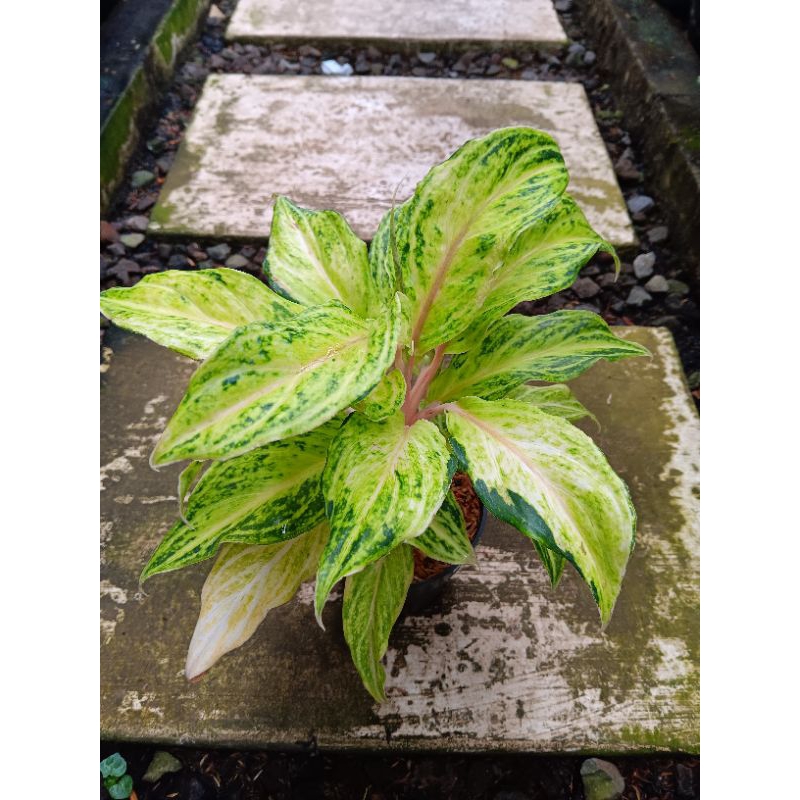 Tanaman Hias Aglonema White Sunset