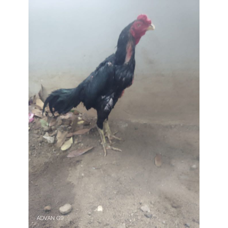 Telor Tetas Telor Fertil Ayam Trah Pakhoe Black Bull