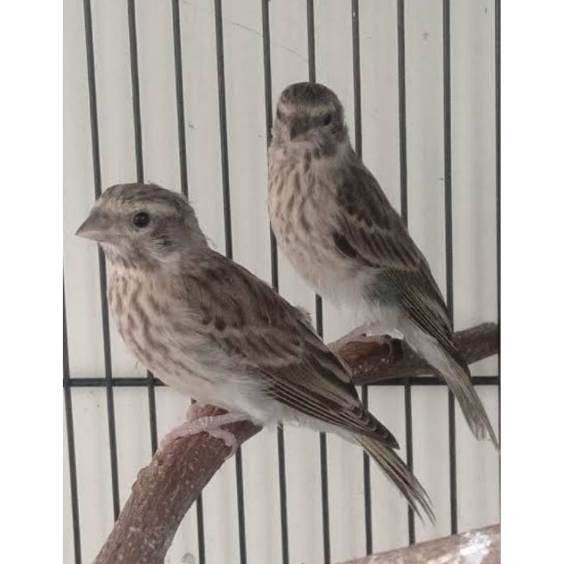 Burung Blackthroat finch Sepasang