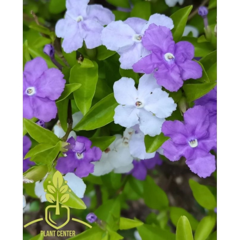 Tanaman Hias Bunga Melati Costa - Bunga Melati Costa - Melati Kosta