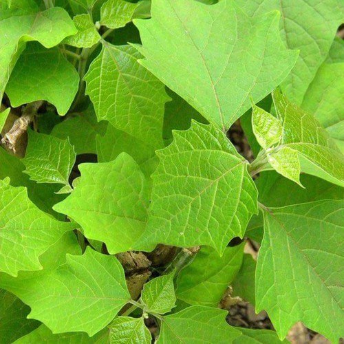 BIBIT POHON KAYU JATI PUTIH GMELINA MURAH