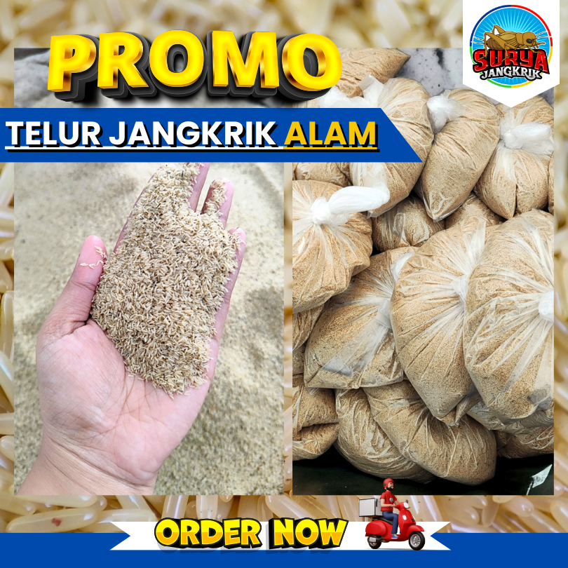 Harga telur jangkrik jenis alam 500 gram kualitas super pembelian FREE TAS KAIN supplier telur jangk