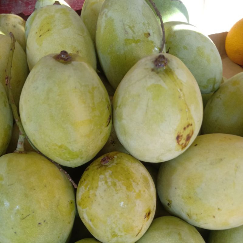 

buah mangga indramayu fresh 1 kg
