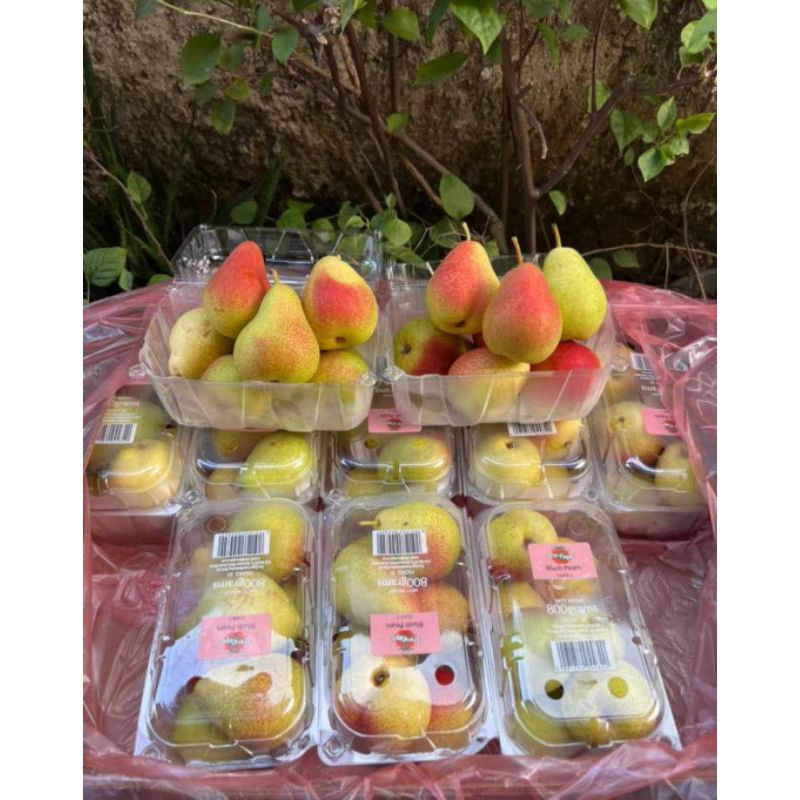 

Pir Forelle 1 dus isi 10pack 800 gram per pack Manis Garing Renyah Pear