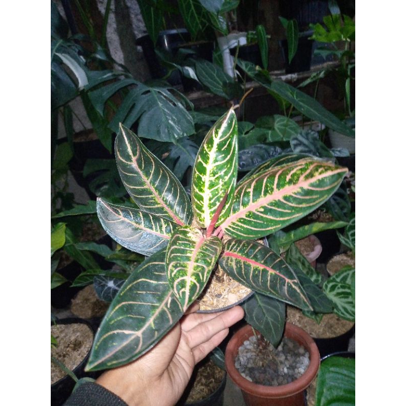 Aglonema Red Sumatra - Aglonema Pride Of Sumatra