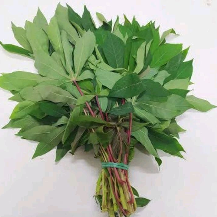 

Daun Singkong Segar
