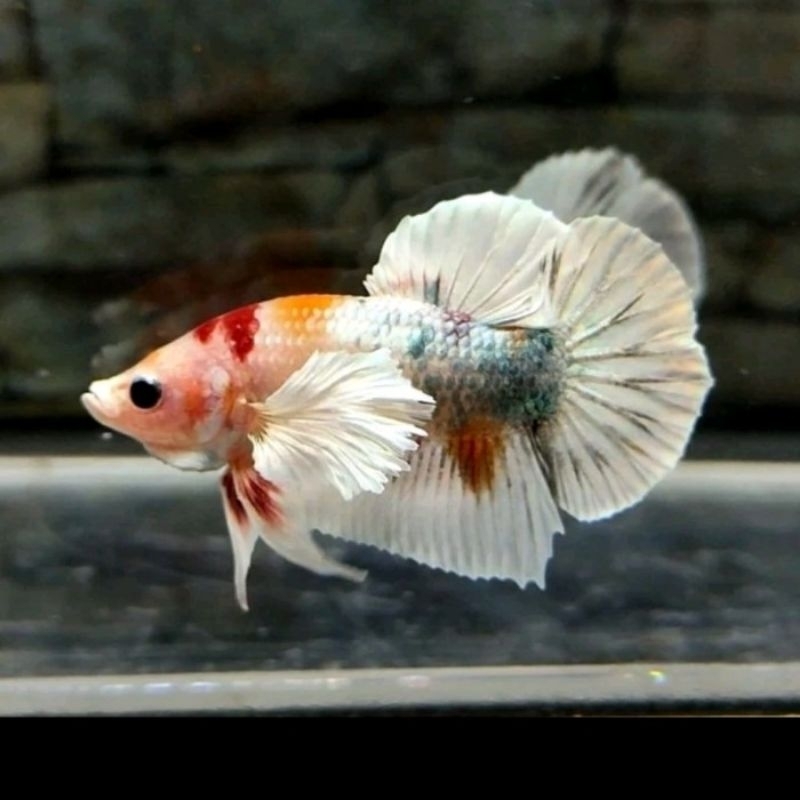 plakat dumbo ear multi/Nemo cooper (random berkualitas)