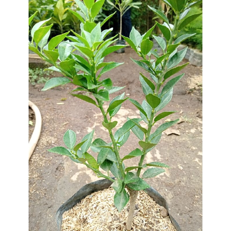 

JERUK KINKIT/JERUK KINGKIP/JERUK RANTI