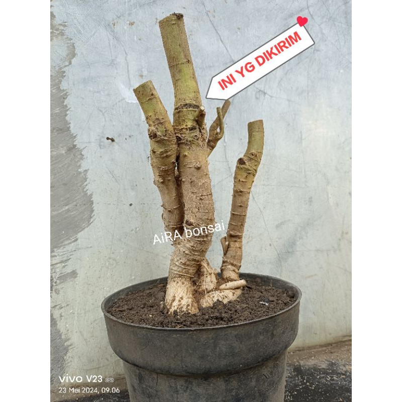 bahan bonsai serut dongkelan lurus