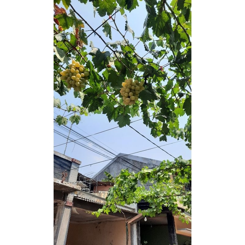 Paket cutting anggur import jenis Trans 10btng