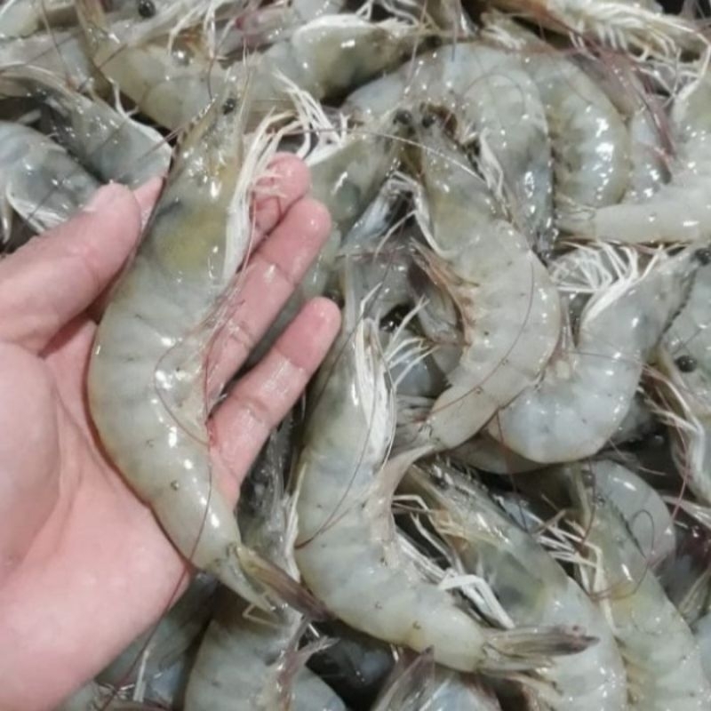 

udang besar 250gr