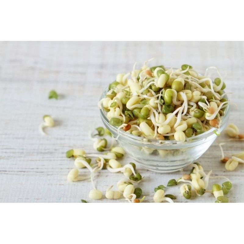 

toge kecambah 250gram