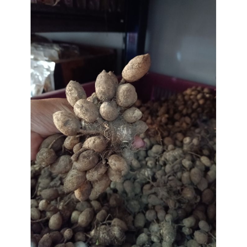 

Temu gongseng / kunci pepet segar 1 kg