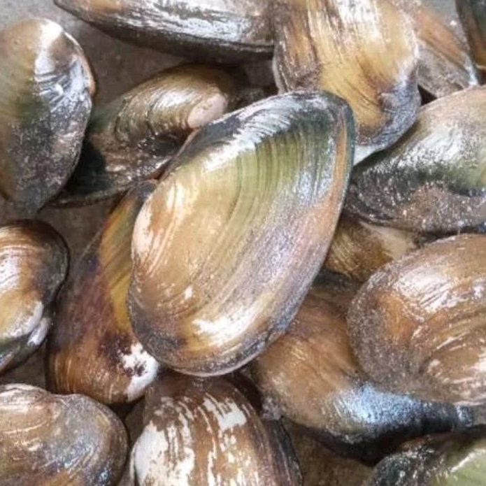 Kerang Kijing Hidup, Kerang Air Tawar, 1kg