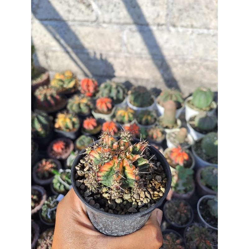 Kaktus Gymno Multicolor