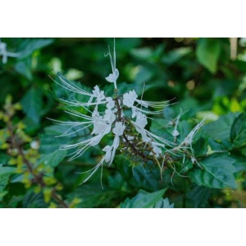 

Jual Daun Kumis kucing segar 1kg murah