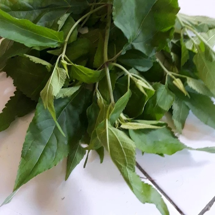 

Jual Daun Kirinyuh atau Kopasanda Marenggo Segar 1kg