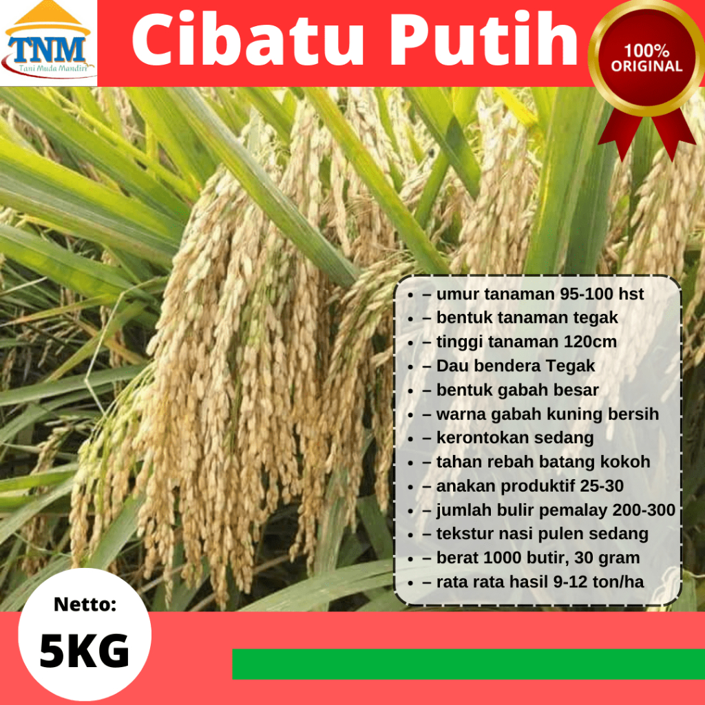 Biji Padi Unggul Cibatu Putih 5KG