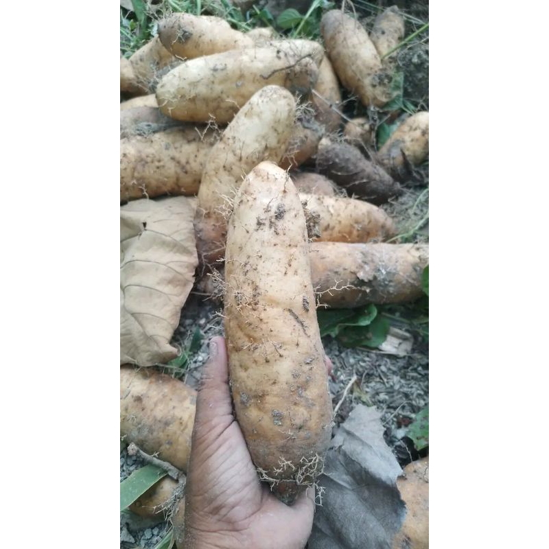 

Gembili / ubi gembili / mbili / mentah fresh 1kg