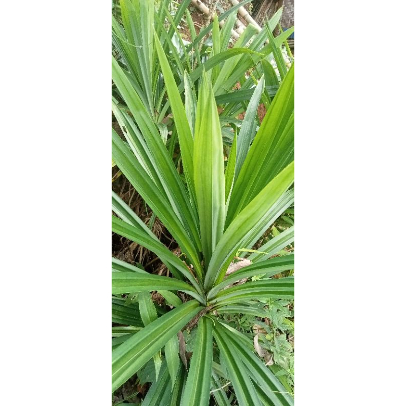 

daun pandan segar 1 ikat 10 lembar