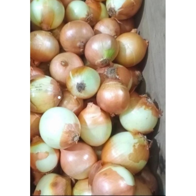 

bawang bombay botak kemasan 1kg