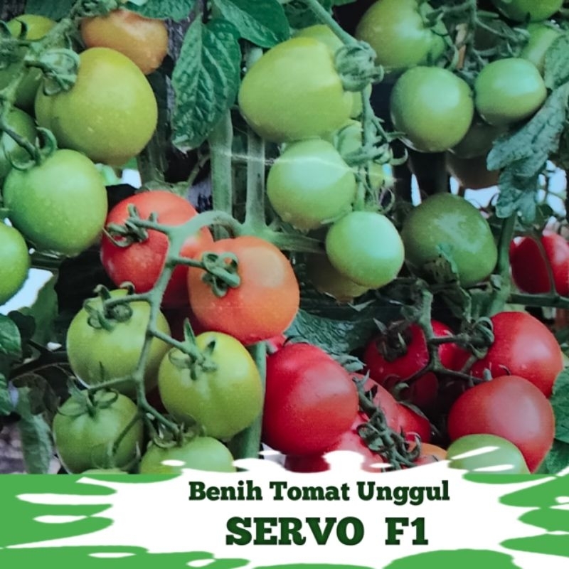 15 BIJI BENIH TOMAT UNGGUL SERVO F1 ORIGINAL PABRIK KEMASAN REPACK