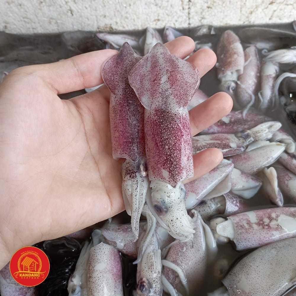 

Baby Squid / Bayi Cumi / Cumi Kecil Fresh Segar 1 Kg