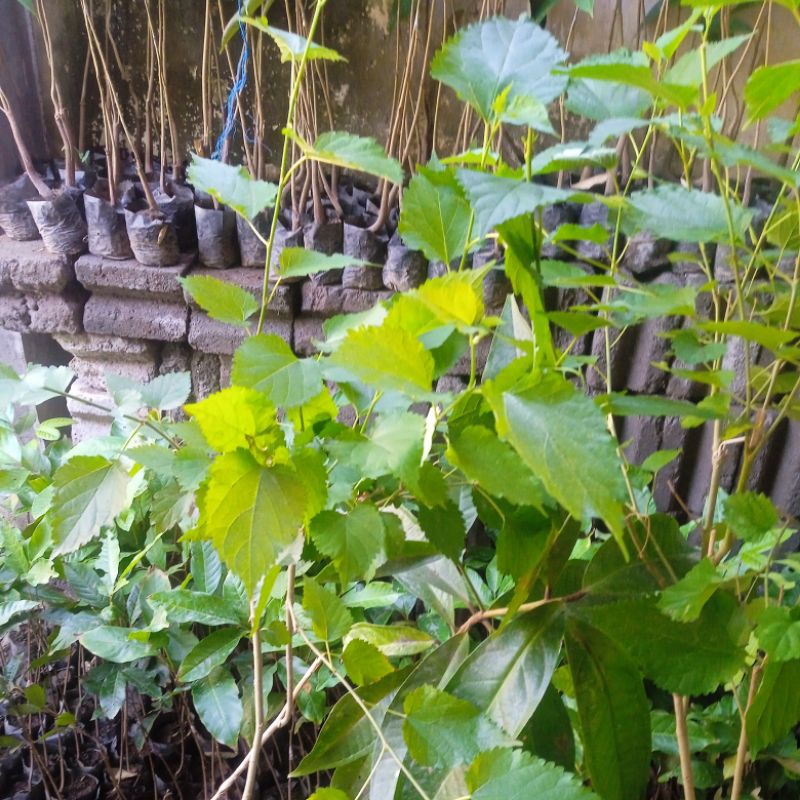 Bibit murbei long hasil cangkok