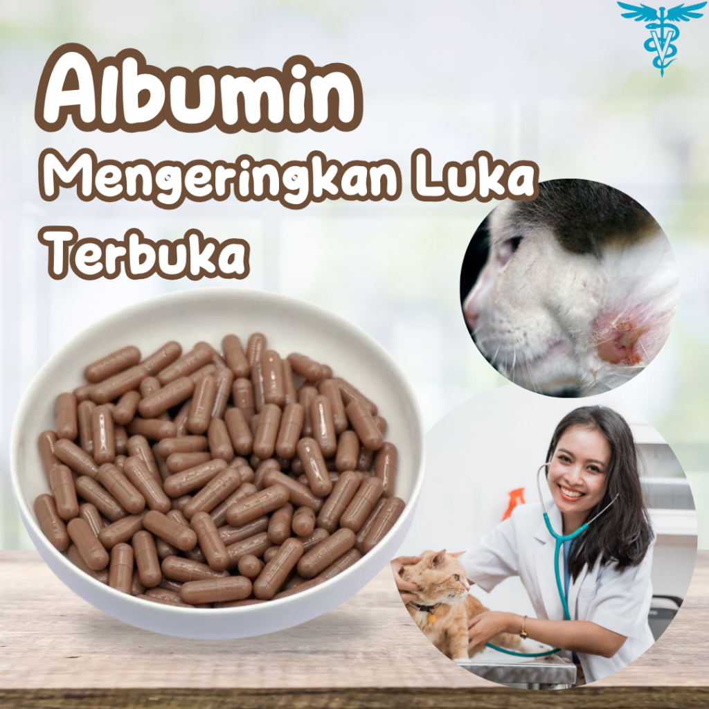 ALBUMIN ECER SATUAN OBAT LUKA KUCING EKSTRAK IKAN GABUS SUPLEMEN PENYEMBUH LUKA KUCING TERBUKA BASAH