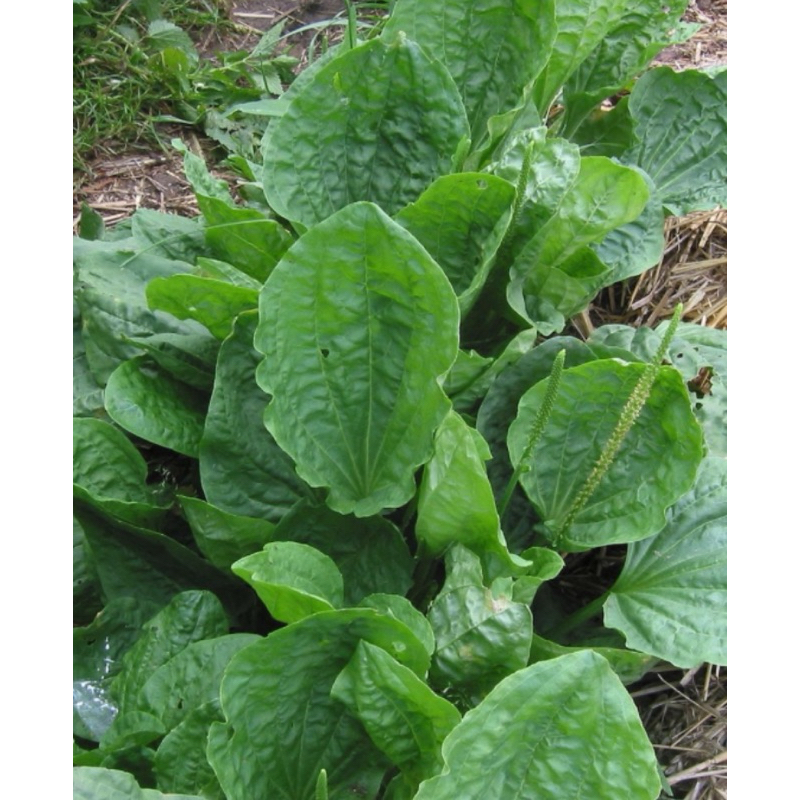 

Daun sendok segar petik langsung plus akar 250 gram-az