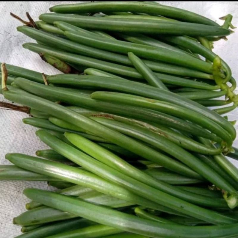 Vanili Basah Kualitas Super 250g