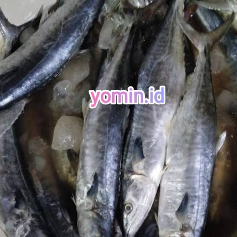 

Ikan Tenggiri 500gr