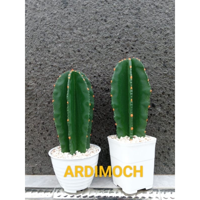 kaktus hias artificial/hiasan meja/kaktus koboi